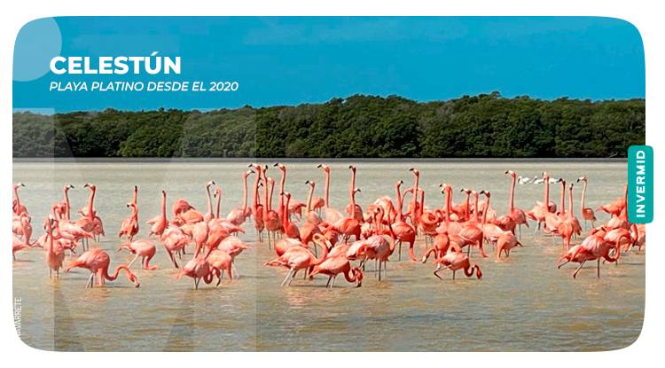Conoce las playas platino de Yucatán